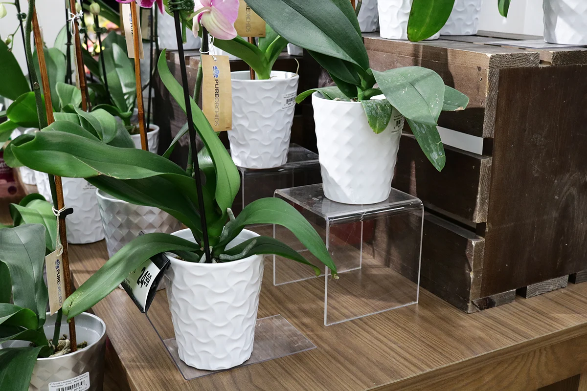 Acrylic Risers